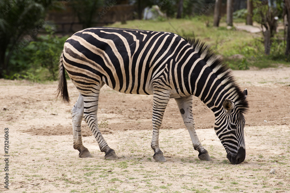 African Zebra