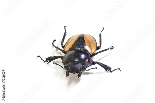 insect, beetle, bug, in genus Odontolabis