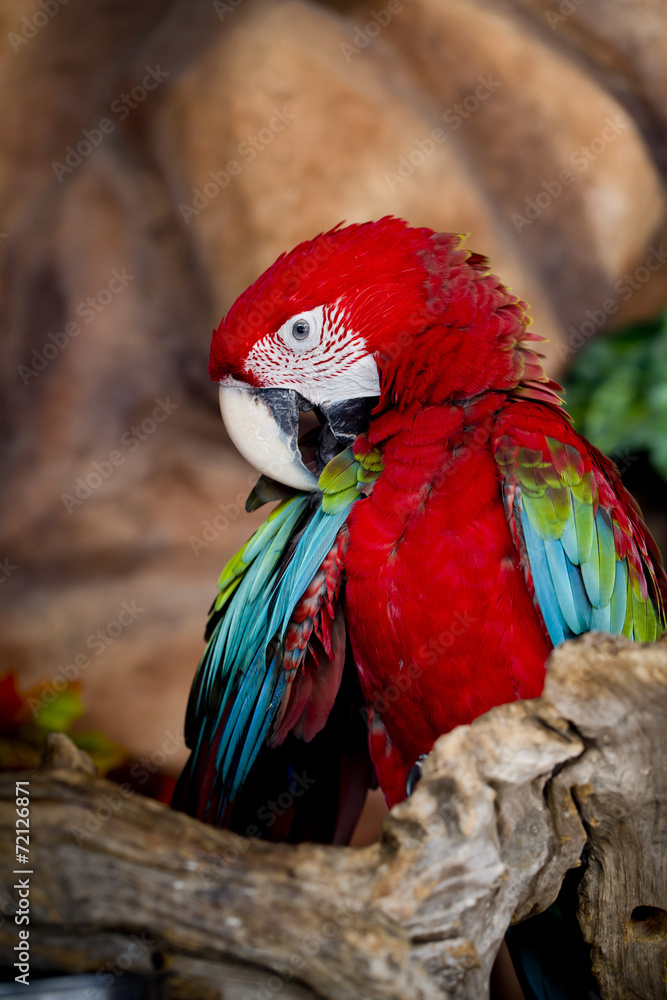Beautiful Pet Parrot