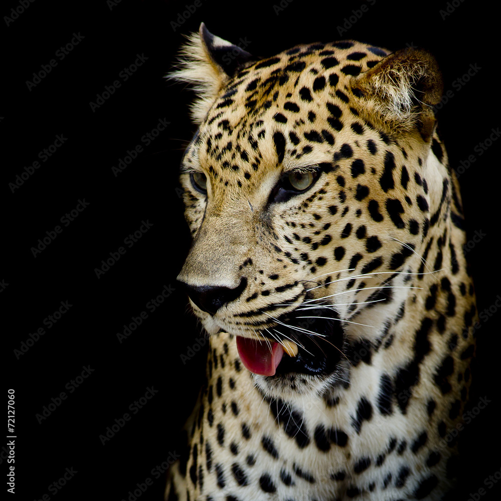 Naklejka premium close up Leopard Portrait