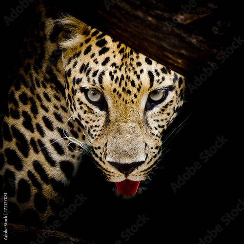 close up  Leopard Portrait