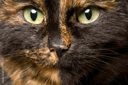 close-up portrait of tortie cat photo