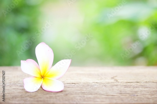 Frangipani flower on wooden table