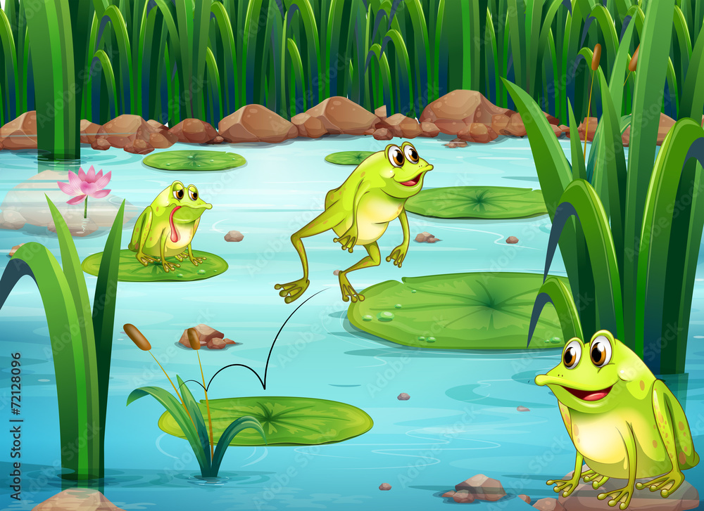 Fototapeta premium Frogs