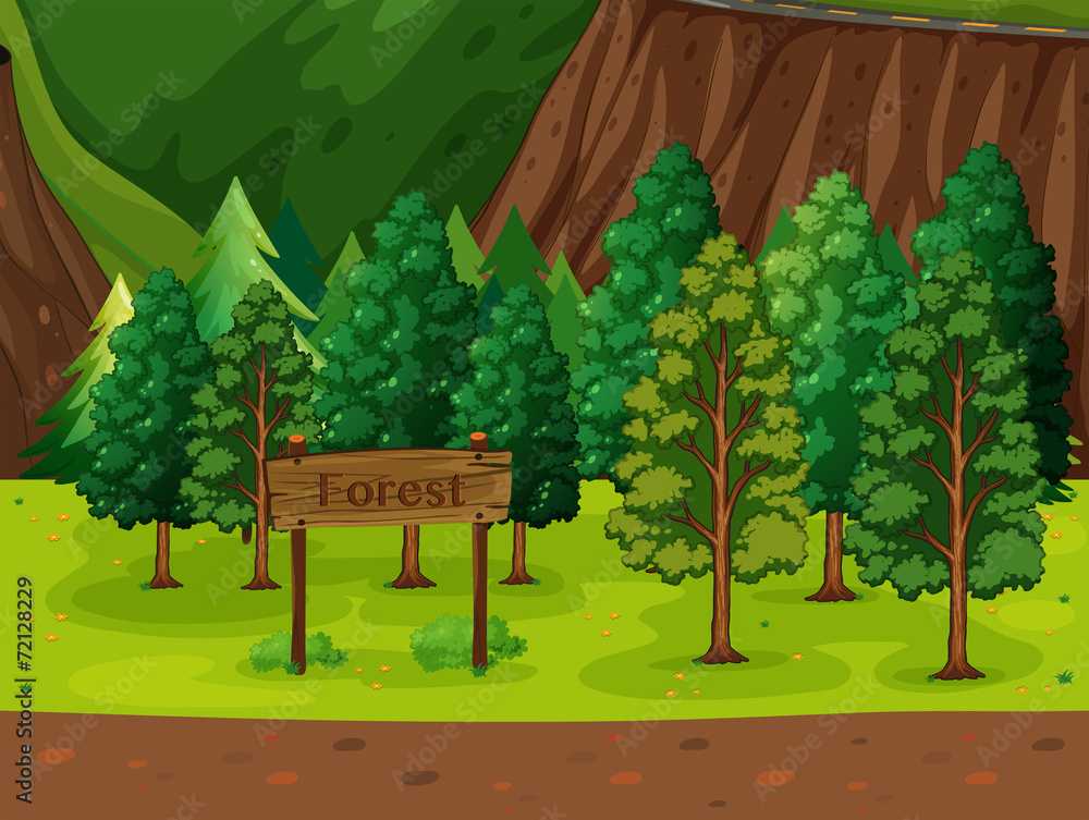 Fototapeta premium Forest