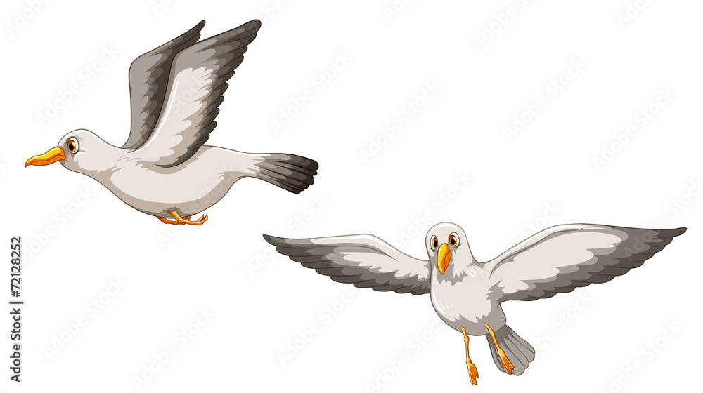 Fototapeta premium Birds