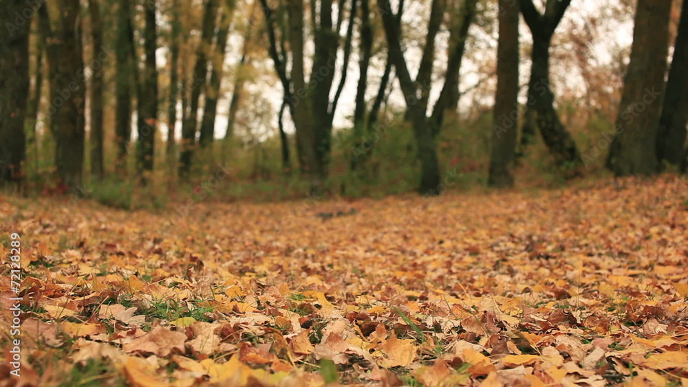 Yellow autumn wood in windy day . Dolly shot Yellow autumn wood in windy day . Dolly shot