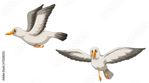 Birds