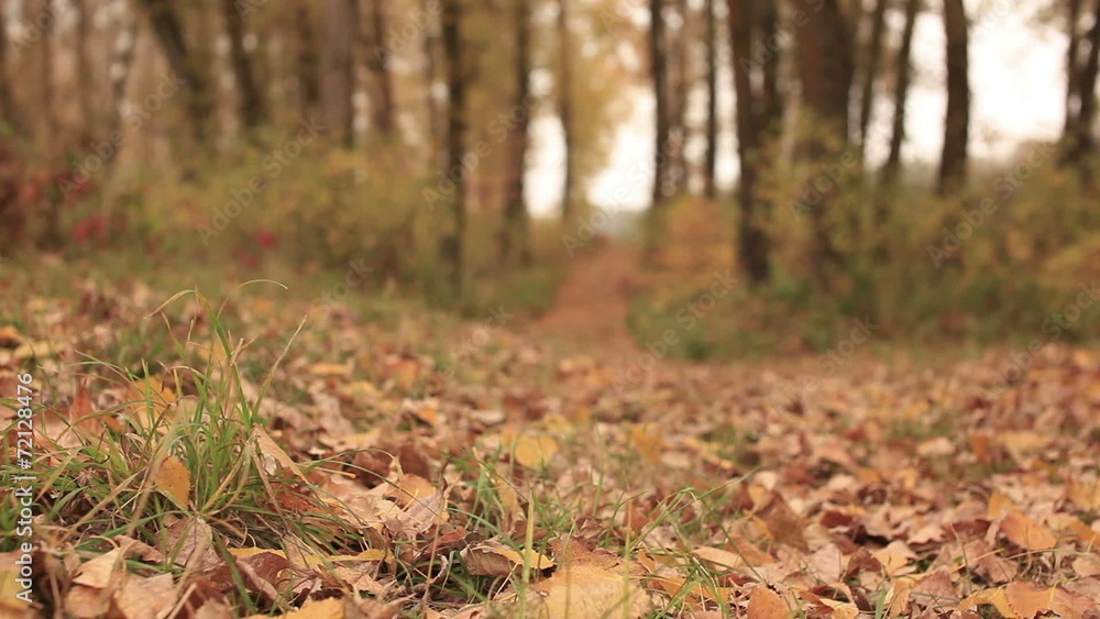 Yellow Autumn paints of wood. Dolly shot Yellow Autumn paints of wood. Dolly shot