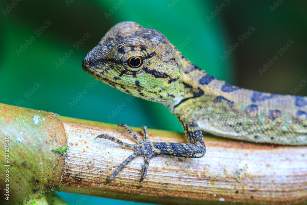 Fototapeta premium Green crested lizard, black face lizard, tree lizard