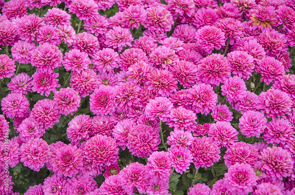 chrysanthemum chrysanthemum