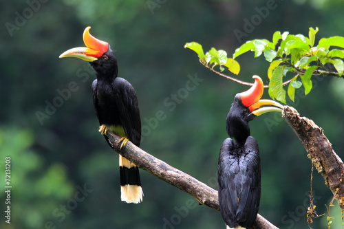 Photos Rhinoceros Hornbill (Buceros rhinoceros) in Sumatra, Indonesia