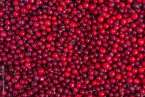 Photography cowberries background