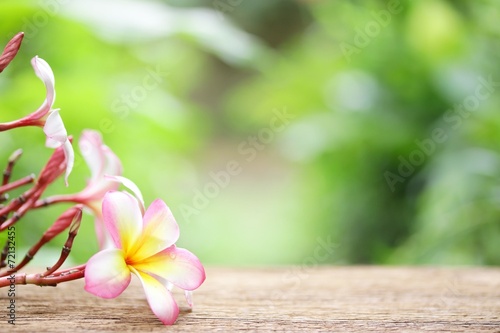 Frangipani flower on wooden table