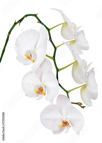 Seven day old white orchid isolated on white background.