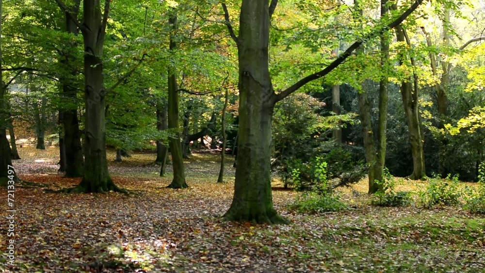 panorama autumn park (forest-trees) - fallen leaves-sunny panorama autumn park (forest-trees) - fallen leaves-sunny
