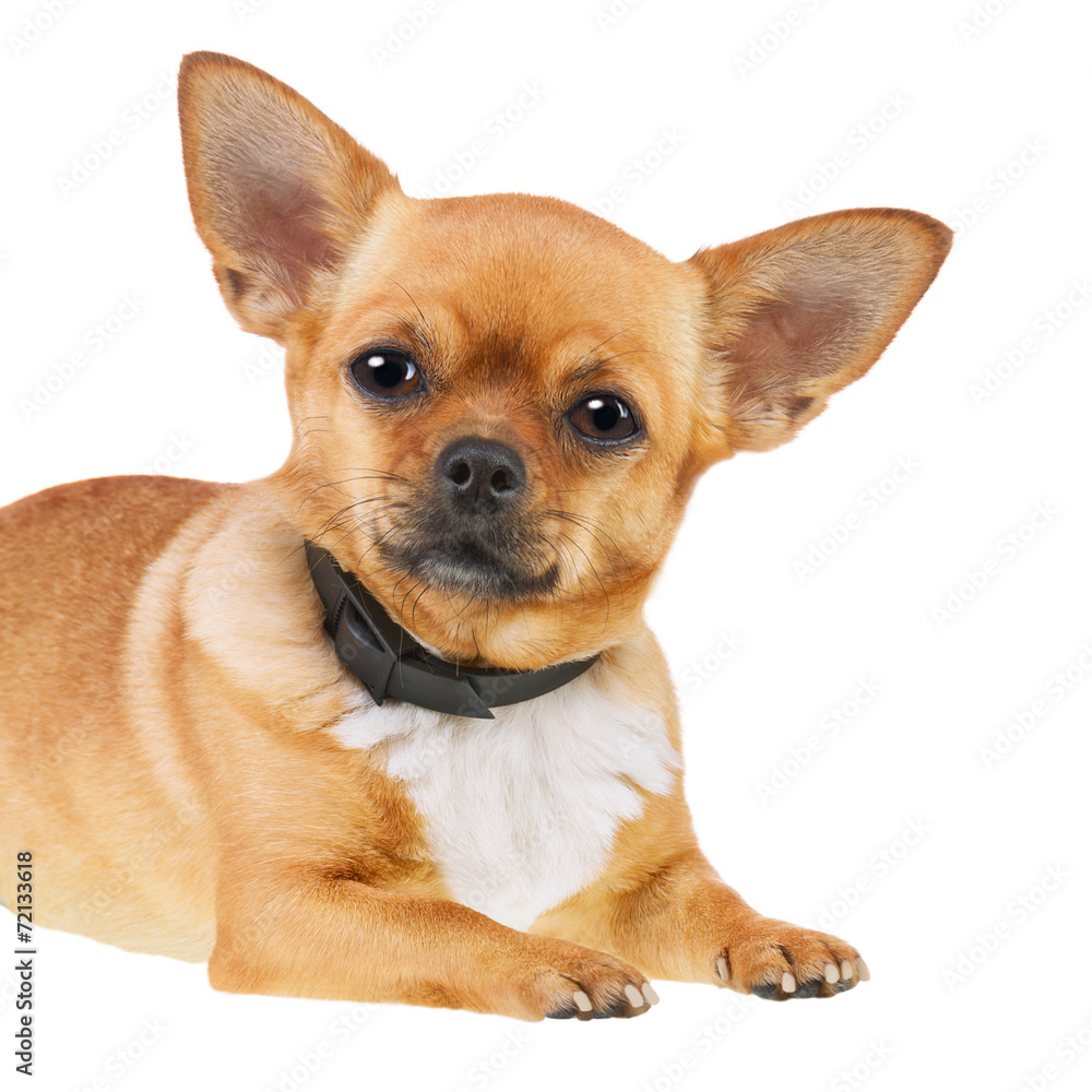 Chihuahua Dog in Anti Flea Collar Isolated on White Background.