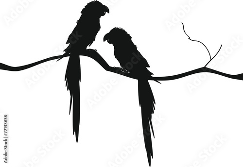 Silhouette of two macaw parrots sitting on a branch