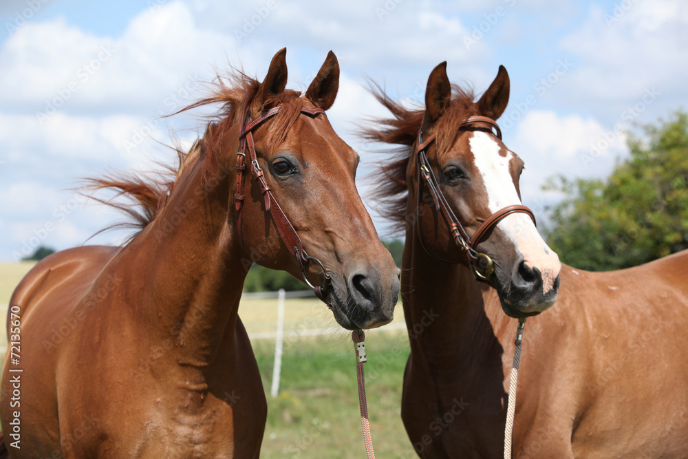 Fototapeta premium Two chestnut horses standing together