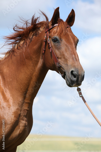 Nice Budyonny horse standing on meadow