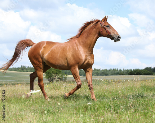 Amazing Budyonny horse running on meadow © Zuzana Tillerova