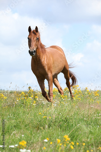 Fototapeta Naklejka Na Ścianę i Meble -  Amazing Budyonny horse running on meadow