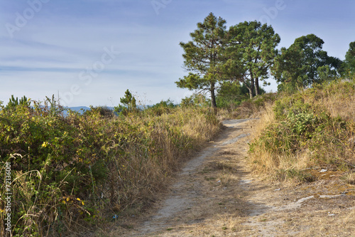 Road to the forest