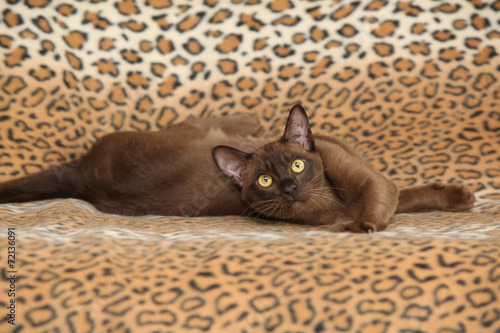 Fototapeta Naklejka Na Ścianę i Meble -  Beautiful Burmese cat in front of some blanket
