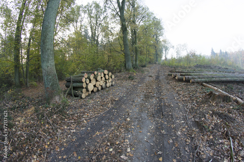 leśny skład drewna