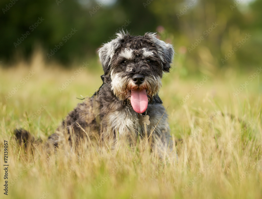 Pedigree terrier dog