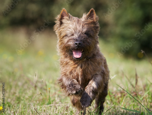 Quadro su tela Brown Cairn Terrier Dog