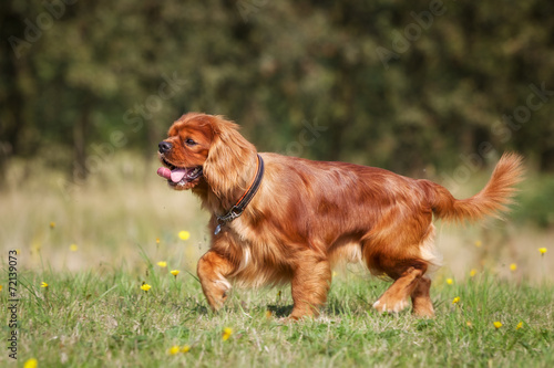 Pedigree Cavalier King Charles Spaniel Dog