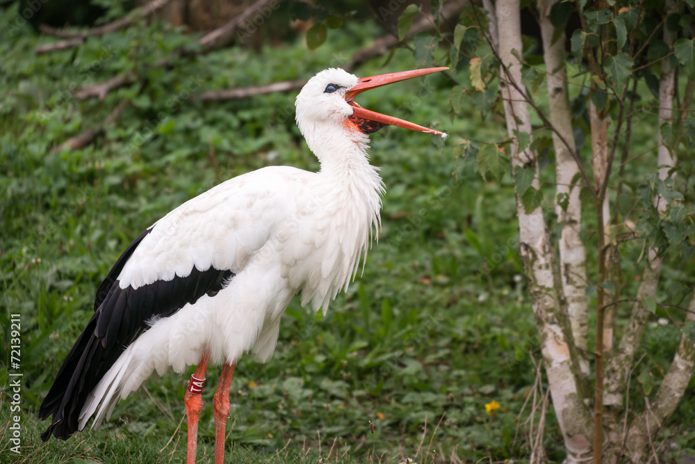 Fototapeta premium White stork