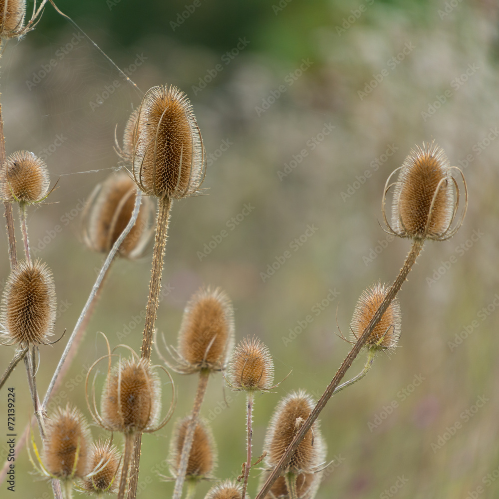 Obraz premium Thistleheads
