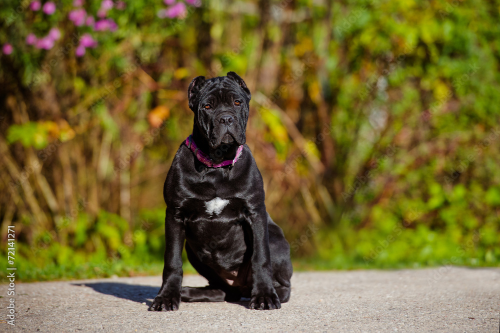 black cane corso puppy sitting outside black cane corso puppy sitting outside