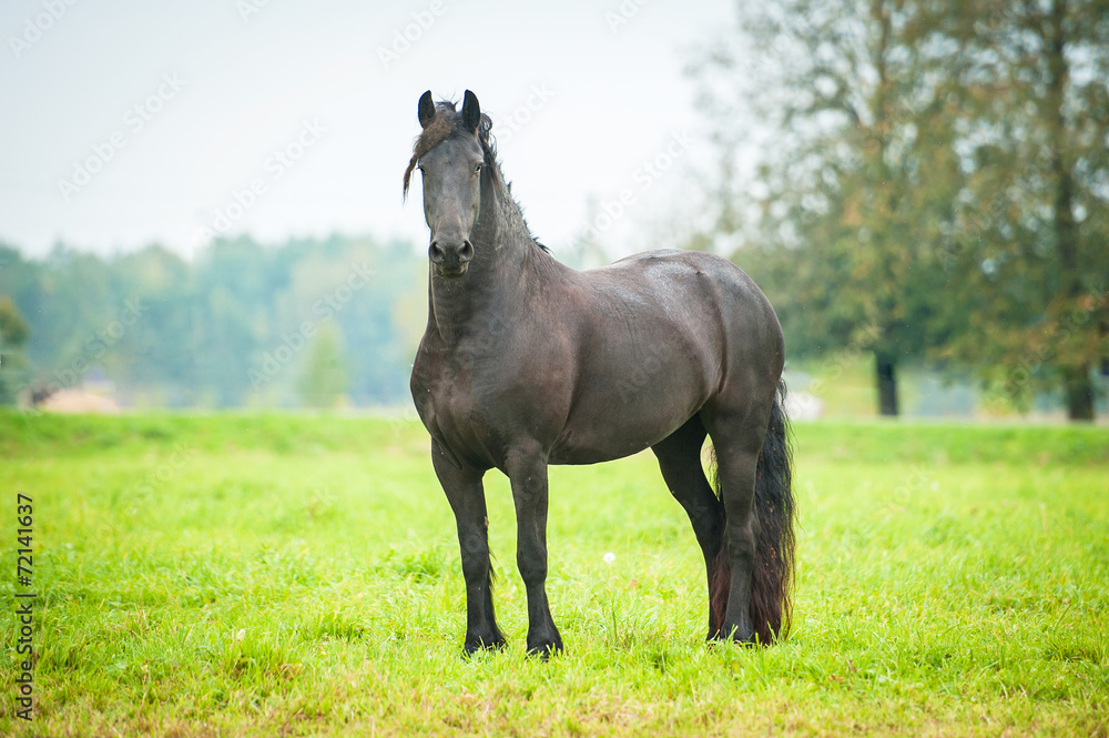 Naklejka premium Black friesian horse standing on the pasture