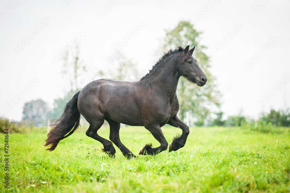 Black friesian horse running on the pasture Black friesian horse running on the pasture