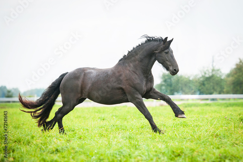 Black friesian horse running on the pasture