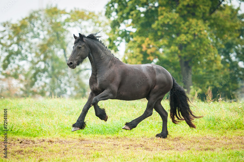 Black friesian horse running on the pasture