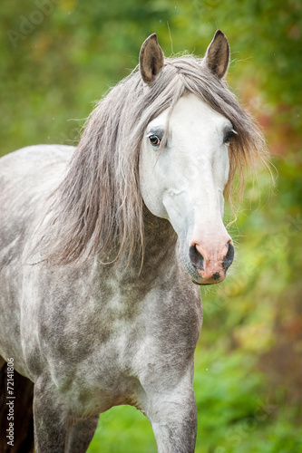 Portrait of beatiful andalusian stallion