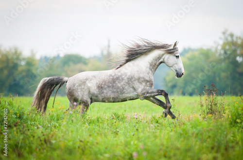 Andalusian stallion running on the pasture in autumn photo