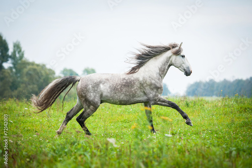 Fototapeta Andalusian stallion running on the pasture in autumn
