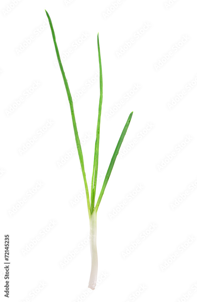 Beautiful spring onions.