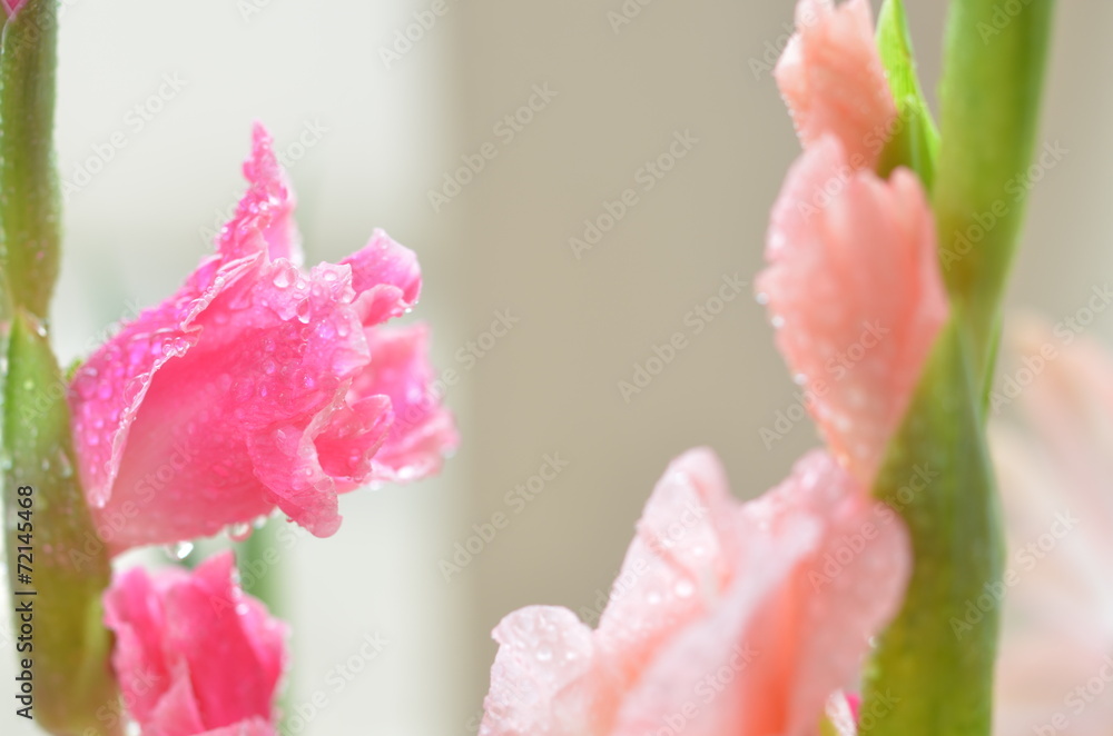 flower in soft focus