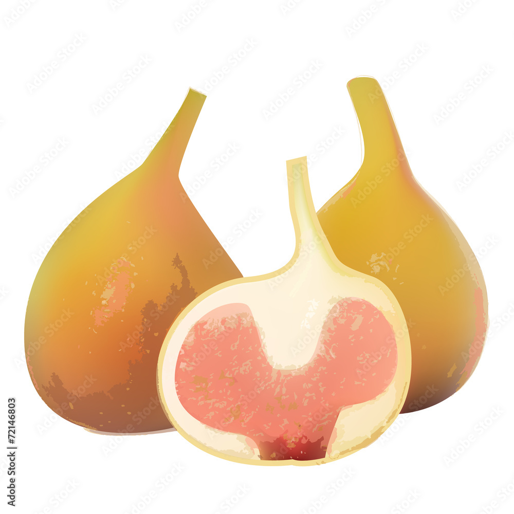 Fig vector