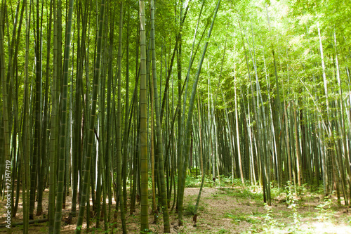 Fototapeta Naklejka Na Ścianę i Meble -  Path of bamboo forest