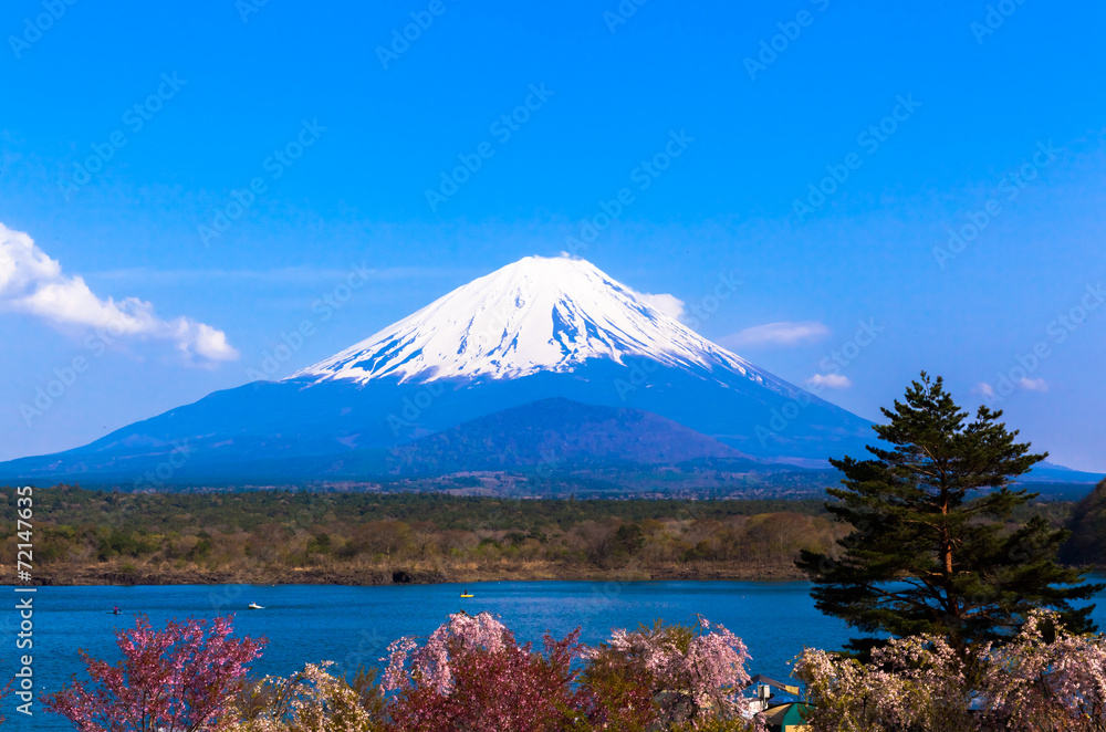 Cherry blossom tree and Mount Fuji