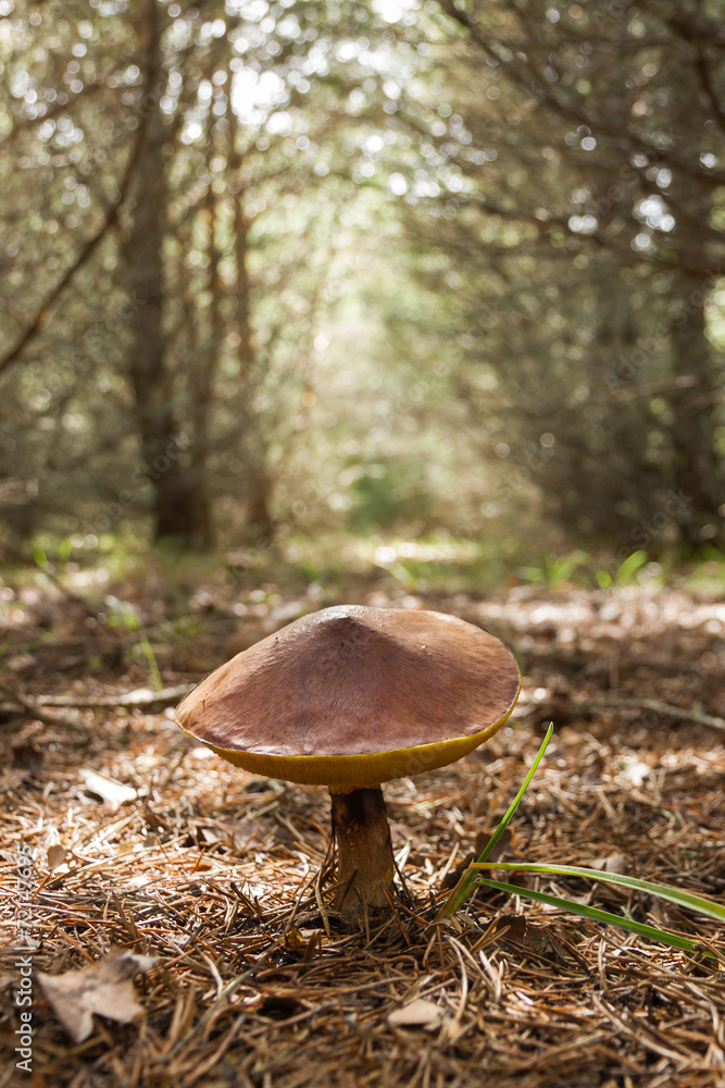 Fototapeta premium Hongo Boletus Suillus en un Pinar