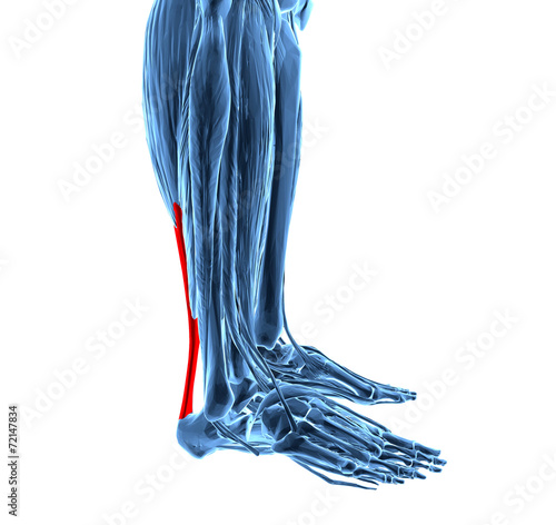 achilles tendon with lower leg muscles