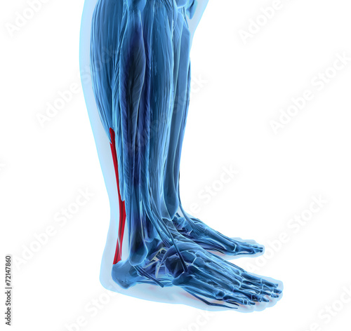 achilles tendon with lower leg muscles photo